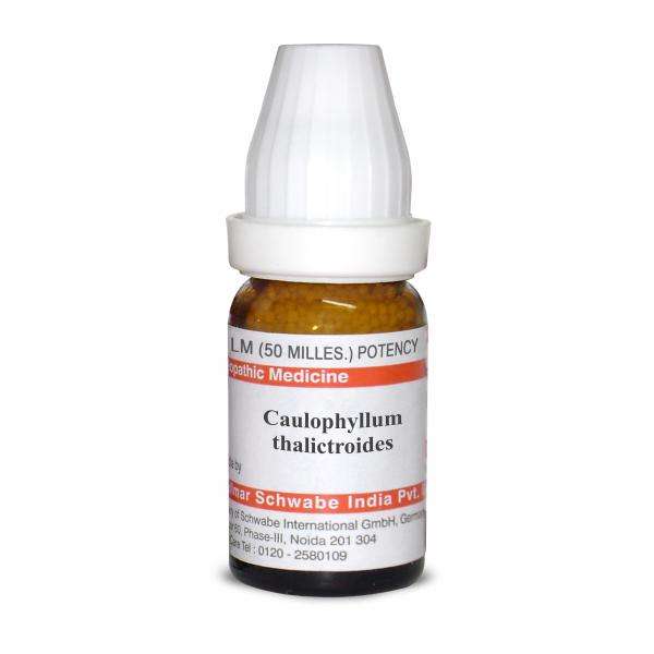 Caulophyllum thalictroides LM image 1