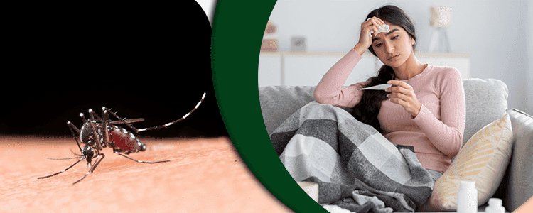 what-should-you-know-about-dengue-fever